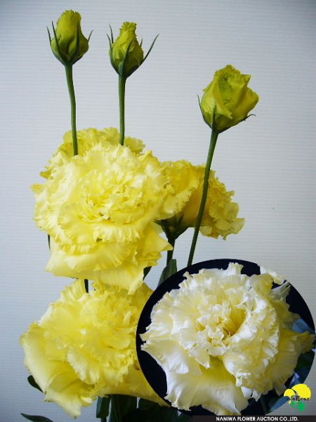 Eustoma Voyage Yellow.jpg